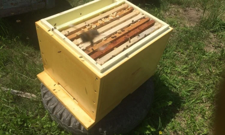 Вулики з ППУ для бджільництва – Дадан, Рута, Магазин - фото № 1