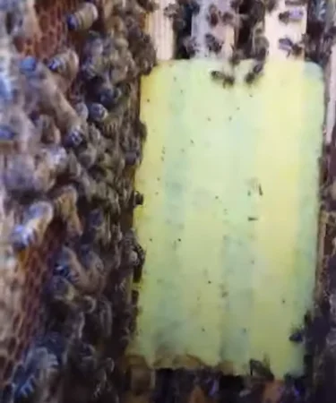 Серветки від кліща ЕКО для бджіл - фото № 2