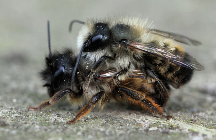 Продам кокони бджіл запилювачів саду осмій - фото № 2