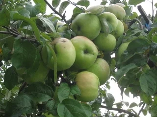 Продам кокони бджіл запилювачів саду осмій - фото № 4