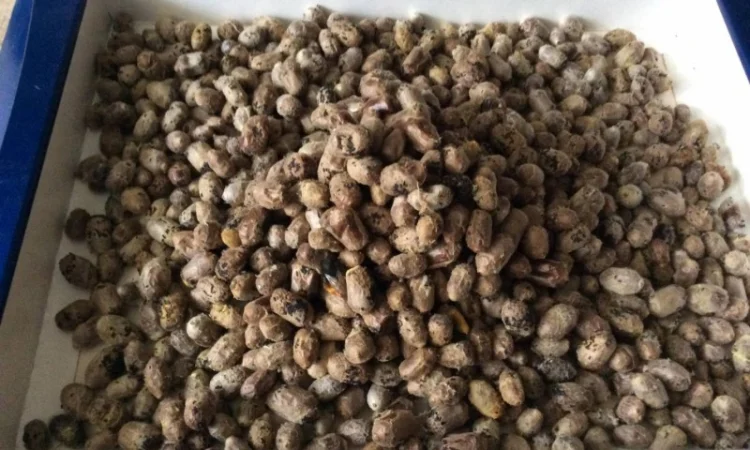 Продам кокони бджіл запилювачів саду осмій - фото № 5