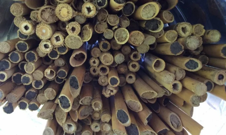 Продам кокони бджіл запилювачів саду осмій - фото № 6