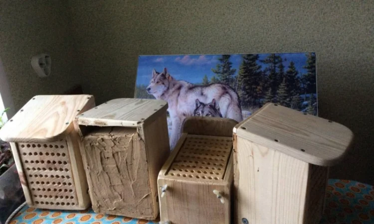 Продам кокони бджіл запилювачів саду осмій - фото № 7