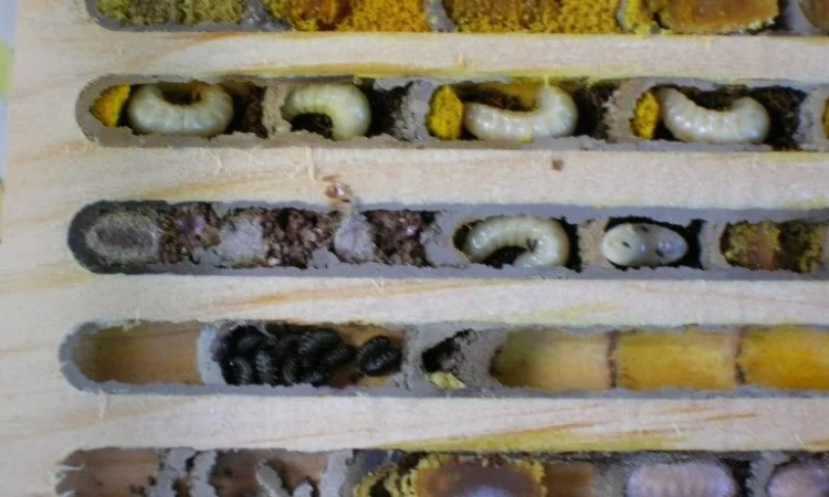 Продам кокони бджіл запилювачів саду осмій - фото № 8