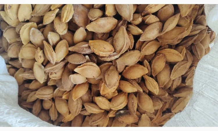 Продам кісточку абрикосову - фото № 1