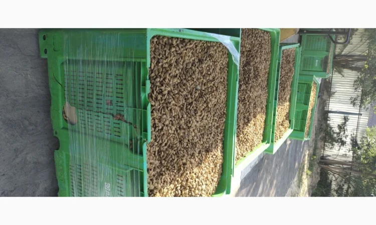 Продам кісточку абрикосову - фото № 2