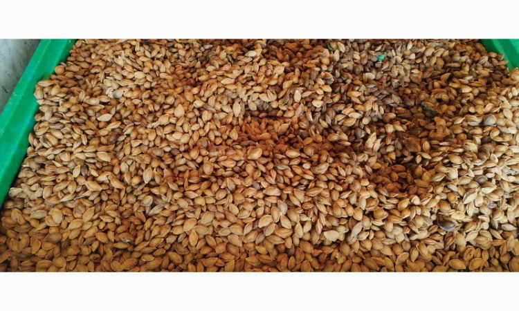 Продам кісточку абрикосову - фото № 3