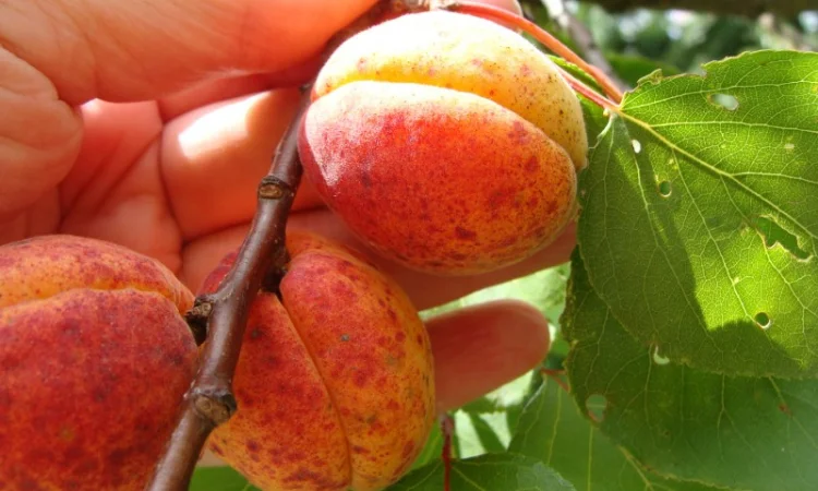 Продам саджанець Абрикос садовий урожайний - фото № 1