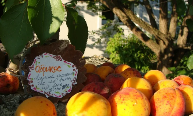 Продам саджанець Абрикос садовий урожайний - фото № 2