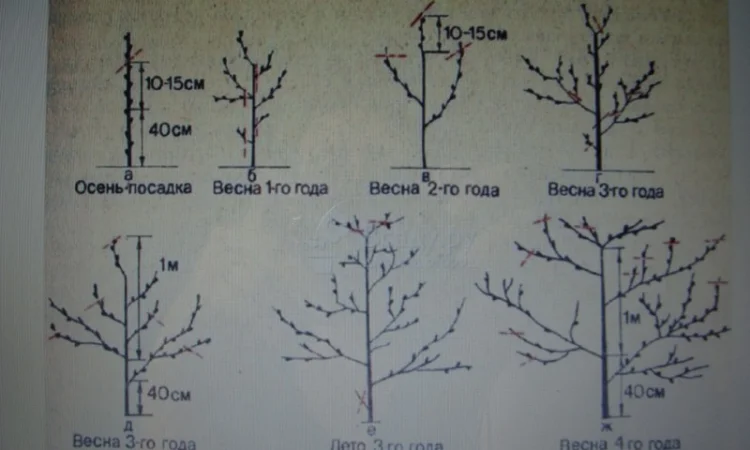 Продам саджанець Абрикос садовий урожайний - фото № 5