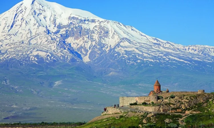 Продам саджанець Абрикос садовий урожайний - фото № 6