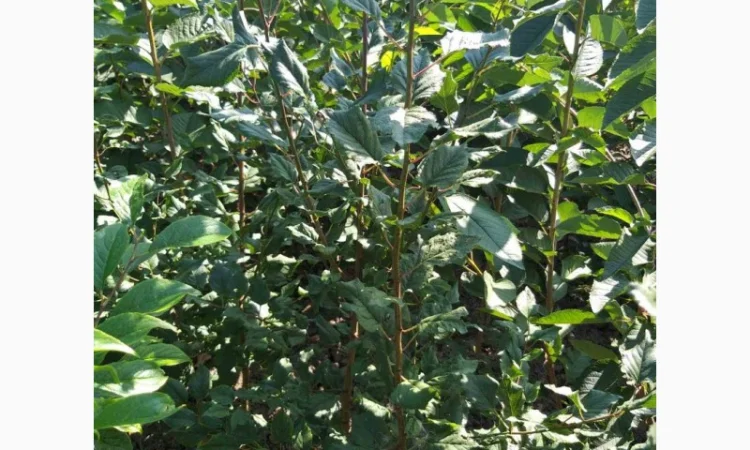 Абрикос “Чорный Бархат” 2-х летний - фото № 2