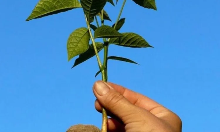 Сіянці волоського горіха для озеленення 2 та 3 річні (Україна) - фото № 1