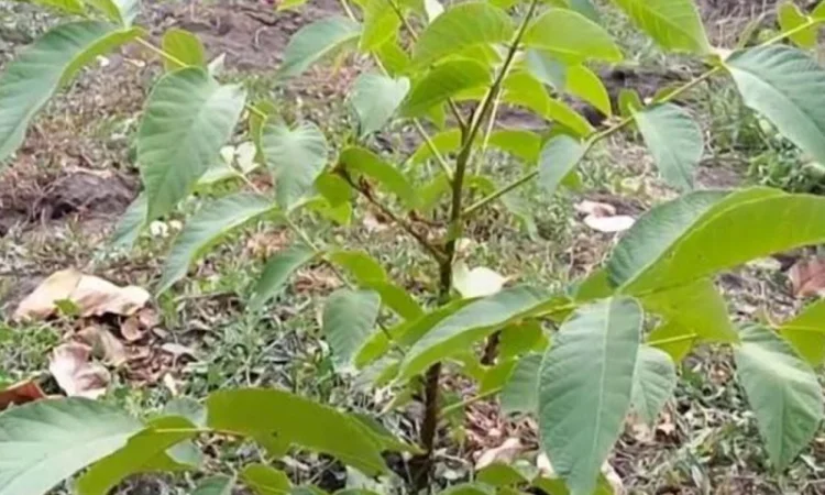 Сіянці волоського горіха для озеленення 2 та 3 річні (Україна) - фото № 2