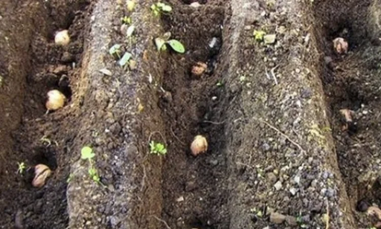 Сіянці волоського горіха для озеленення 2 та 3 річні (Україна) - фото № 3