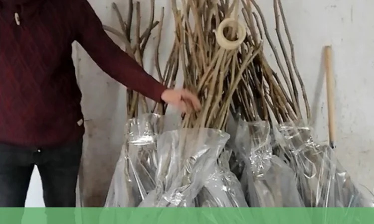 Сіянці волоського горіха для озеленення 2 та 3 річні (Україна) - фото № 4