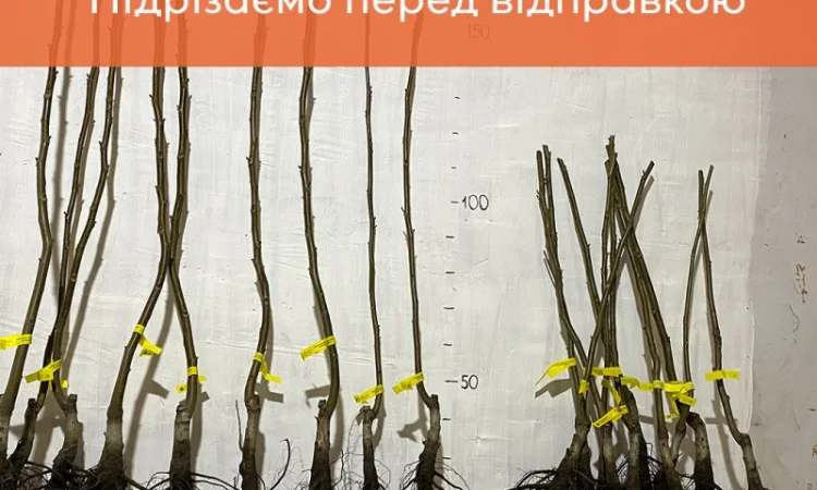 Сіянці волоського горіха для озеленення 2 та 3 річні (Україна) - фото № 5