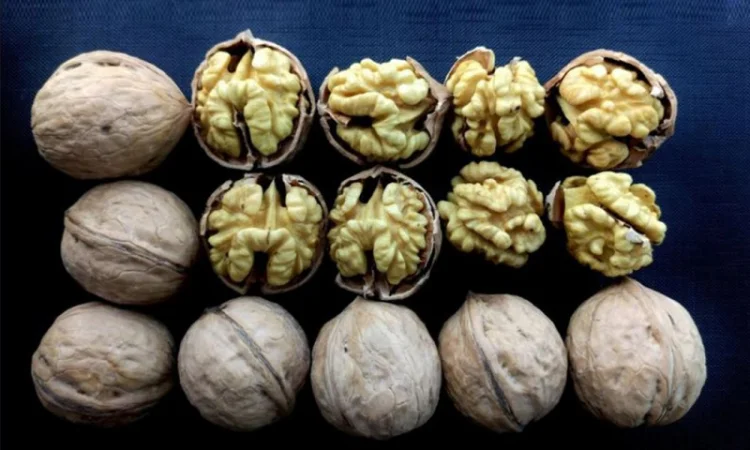 Привиті саджанеці волоського горіху сорт Пісчанський - фото № 2