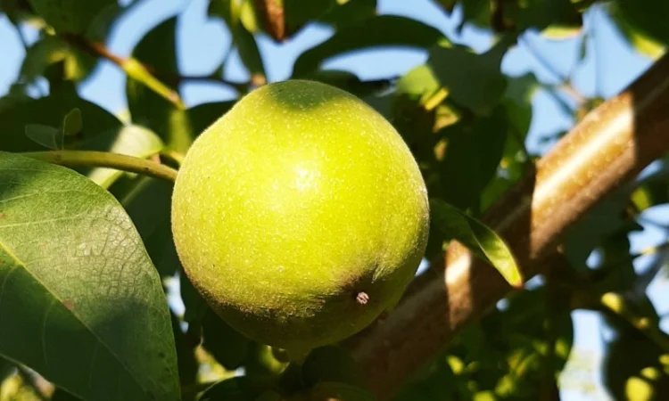 Привиті саджанеці волоського горіху сорт Пісчанський - фото № 4