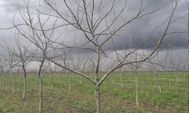 Привиті саджанеці волоського горіху сорт Пісчанський - фото № 6