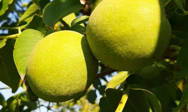 Привиті саджанеці волоського горіху сорт Чернівецький 1 - фото № 1