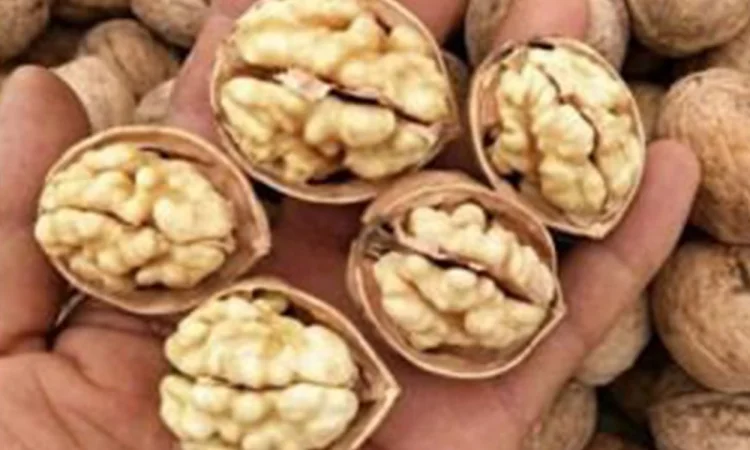 Привиті саджанеці волоського горіху сорт Чернівецький 1 - фото № 2