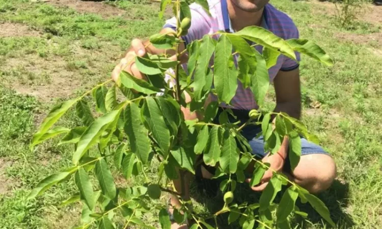 Привиті саджанеці волоського горіху сорт Чернівецький 1 - фото № 3