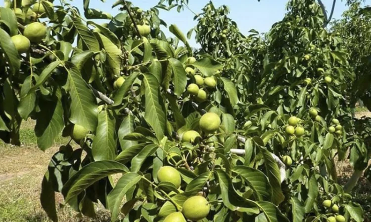 Привиті саджанеці волоського горіху сорт Чернівецький 1 - фото № 4