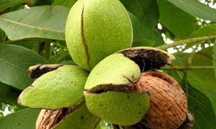 Привиті саджанеці волоського горіху сорт Чернівецький 1 - фото № 5