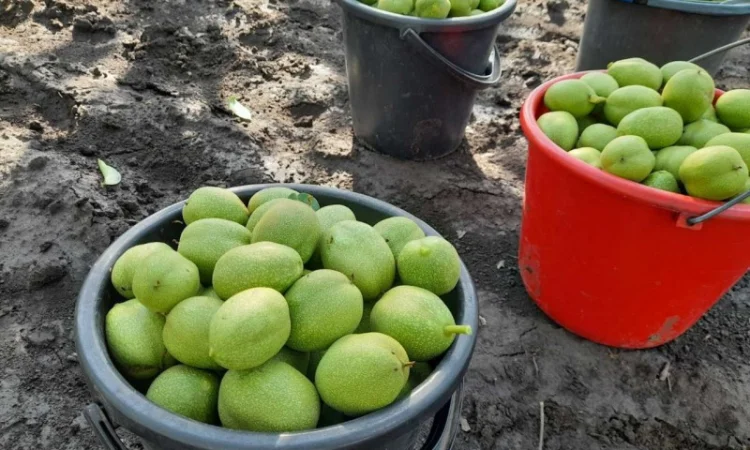 Привиті саджанеці волоського горіху сорт ІНТР - фото № 10