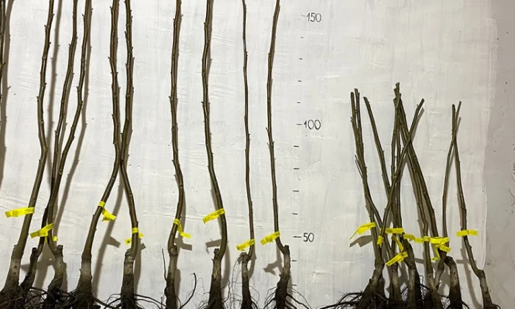 Привиті саджанеці волоського горіху сорт ІНТР - фото № 11