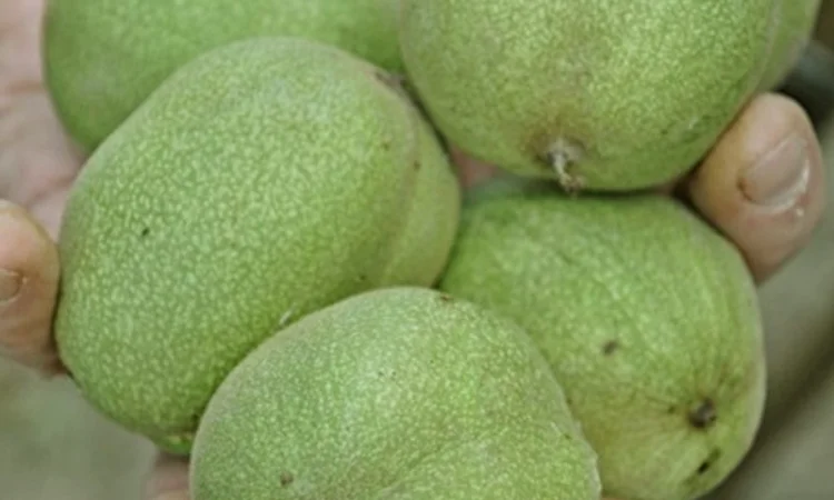 Привиті саджанеці волоського горіху сорт ІНТР - фото № 2