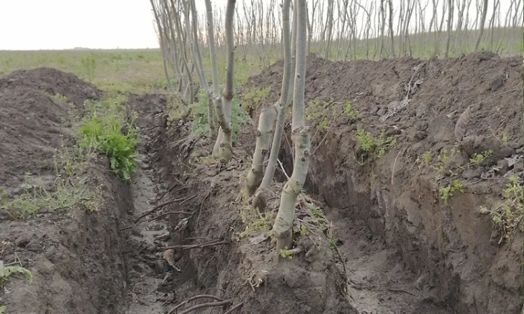Привиті саджанеці волоського горіху сорт ІНТР - фото № 3