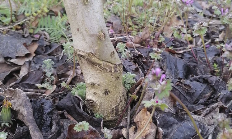 Привиті саджанеці волоського горіху сорт ІНТР - фото № 4