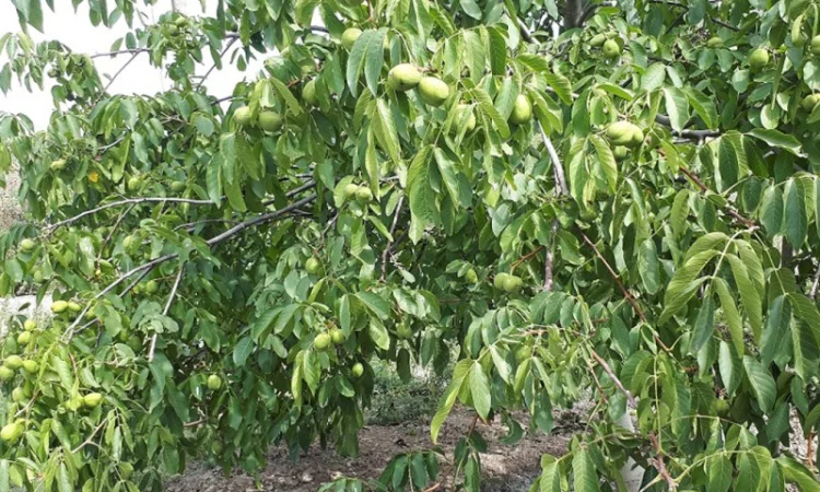 Привиті саджанеці волоського горіху сорт ІНТР - фото № 5