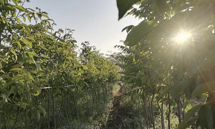 Привиті саджанеці волоського горіху сорт ІНТР - фото № 6