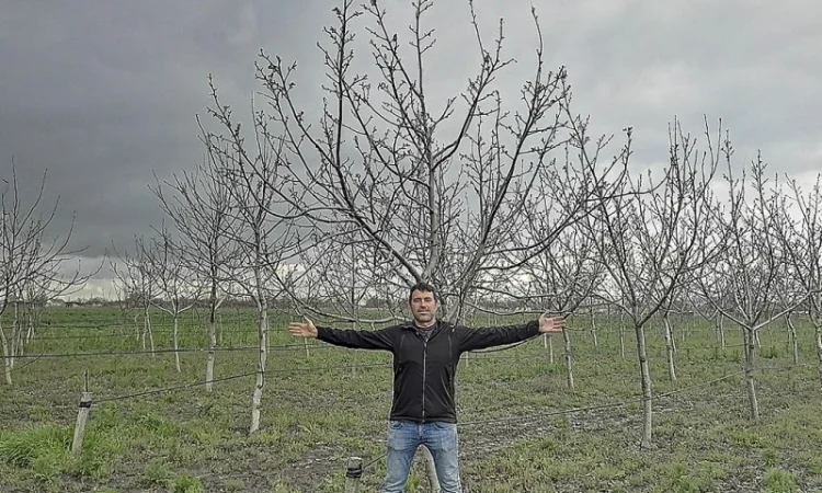 Привиті саджанеці волоського горіху сорт ІНТР - фото № 7