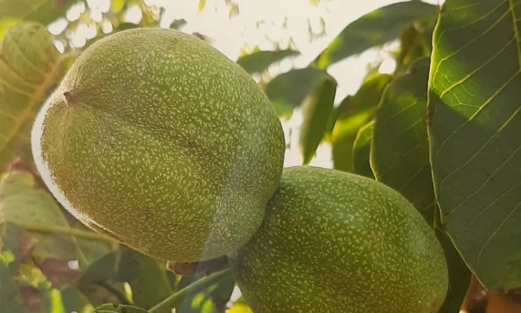 Привиті саджанеці волоського горіху сорт ІНТР - фото № 8