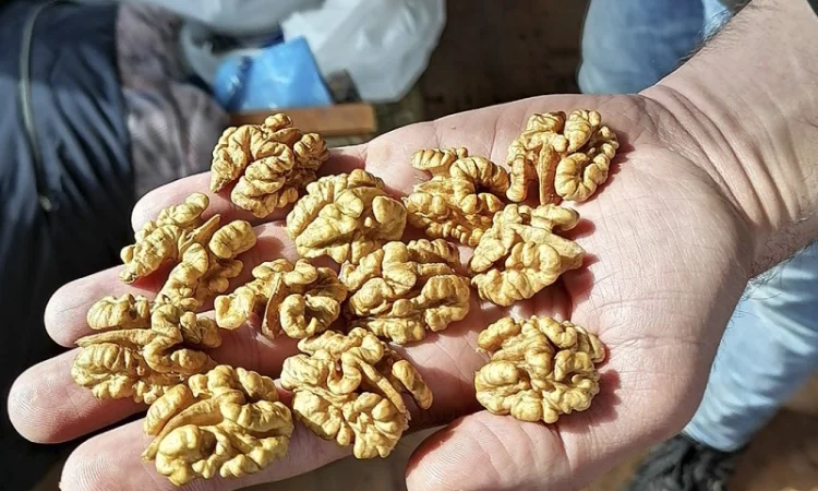 Привиті саджанеці волоського горіху сорт ІНТР - фото № 9