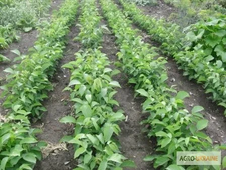 Продам саджанцы грецкого ореха - фото № 2