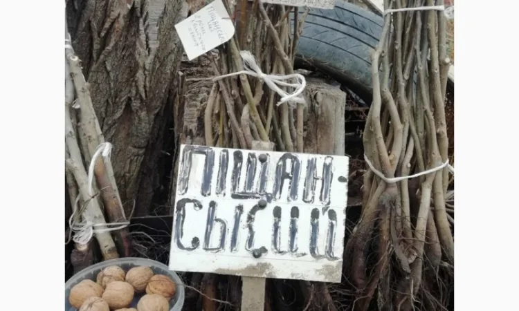 Продам саджанцы грецкого ореха - фото № 1