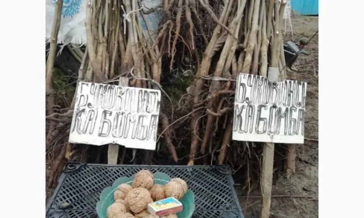 Продам саджанцы грецкого ореха - фото № 7