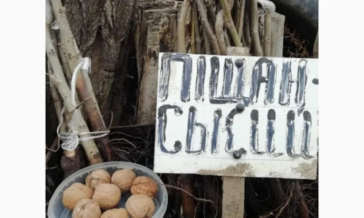 Продам саджанцы грецкого ореха - фото № 8