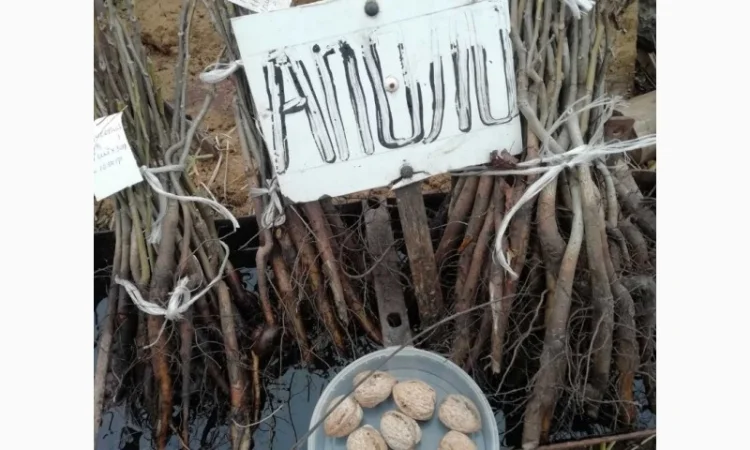 Продам саджанцы грецкого ореха - фото № 9