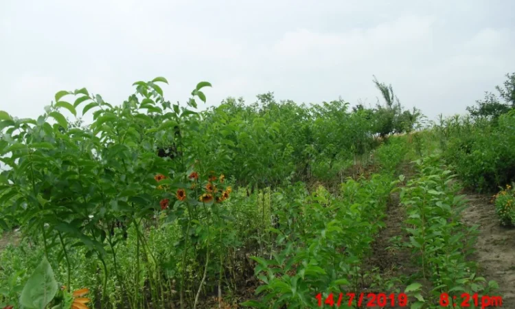 Продам саджанцы грецкого ореха - фото № 5