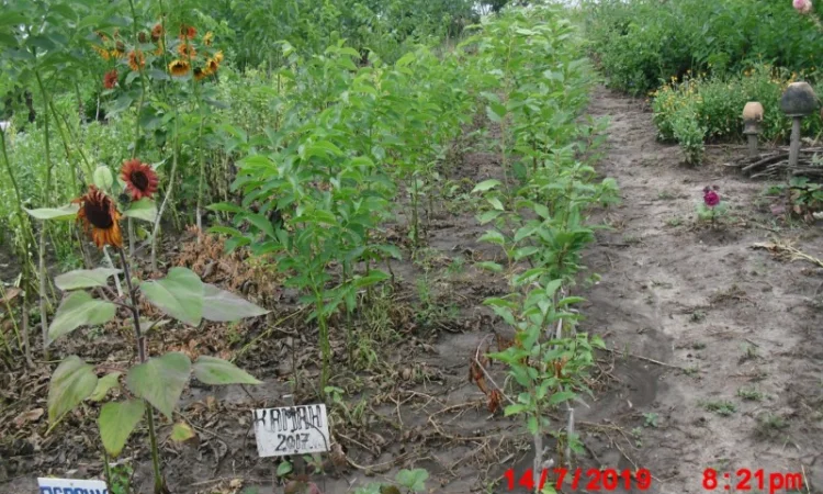 Продам саджанцы грецкого ореха - фото № 6