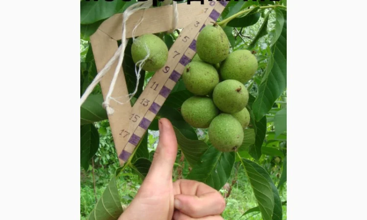 Скороплодный Морозостойкий орех - фото № 1