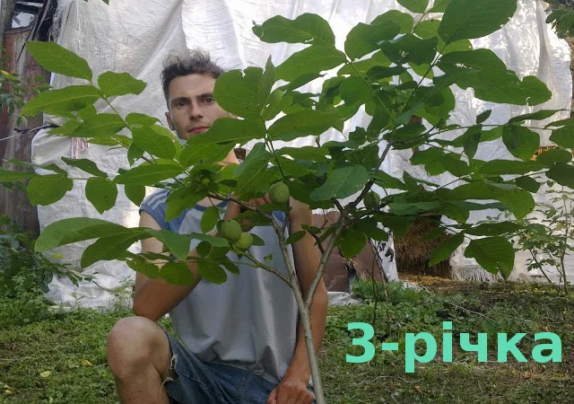 Скороплодный Морозостойкий орех - фото № 2
