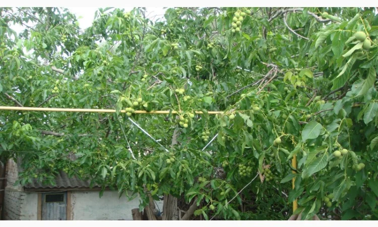 Скороплодный Морозостойкий орех - фото № 3