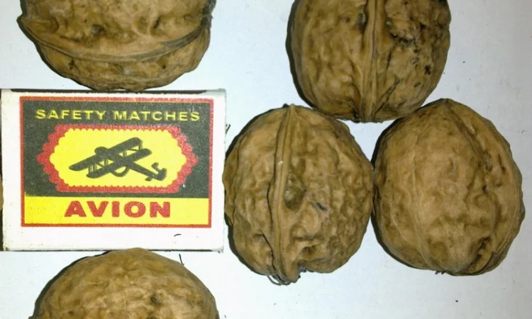 Скороплодный Морозостойкий орех - фото № 4